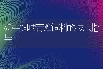 奶牛饲喂青贮饲料的技术指导