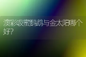 澳彩吸蜜鹦鹉与金太阳哪个好？