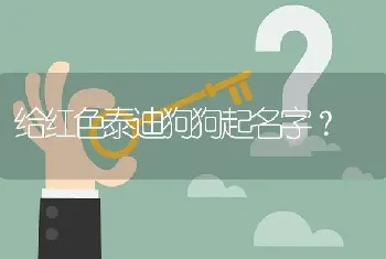 给红色泰迪狗狗起名字？