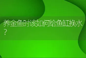 红鹦鹉从小养好还是从大的养好？