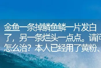 金鱼一条掉鳞鱼鳞一片发白了，另一条烂头一点点。请问怎么治？本人已经用了黄粉、甲基蓝、盐、庆大？