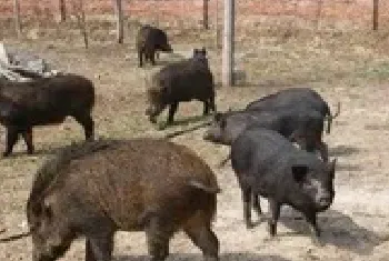 野猪肉做零食解决销路问题