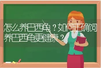 怎么养巴西龟？如何正确饲养巴西龟更健康？