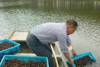 高青县小龙虾养殖风生水起