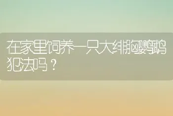 在家里饲养一只大绯胸鹦鹉犯法吗？