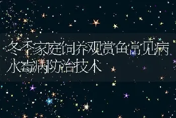 冬季家庭饲养观赏鱼常见病水霉病防治技术