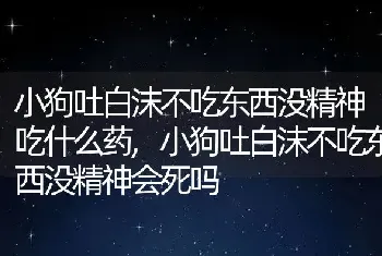 小狗吐白沫不吃东西没精神吃什么药，小狗吐白沫不吃东西没精神会死吗