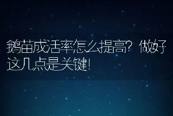 鹅苗成活率怎么提高？做好这几点是关键！