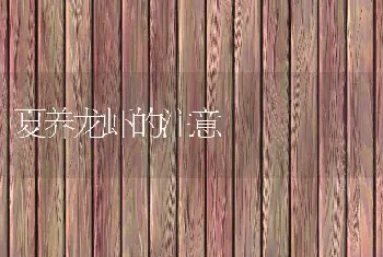 夏养龙虾的注意