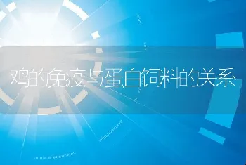 鸡的免疫与蛋白饲料的关系