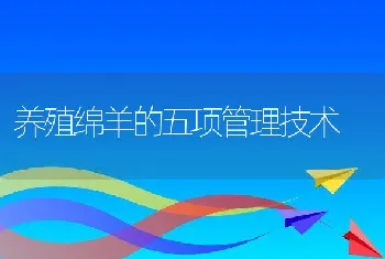 养殖绵羊的五项管理技术