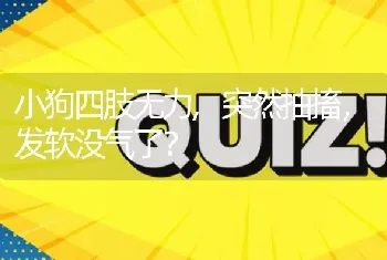 小狗四肢无力,突然抽搐，发软没气了？