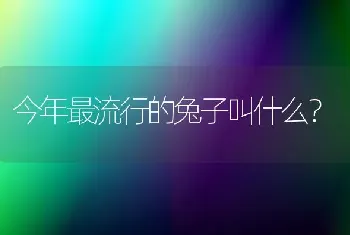 今年最流行的兔子叫什么？