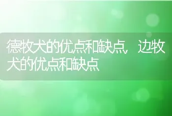 德牧犬的优点和缺点，边牧犬的优点和缺点