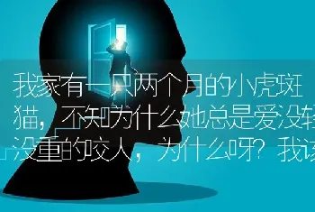 我家有一只两个月的小虎斑猫，不知为什么她总是爱没轻没重的咬人，为什么呀？我该怎么办呀？