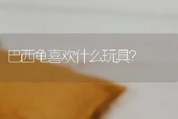 巴西龟喜欢什么玩具？