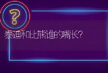 泰迪和比熊谁的嘴长？