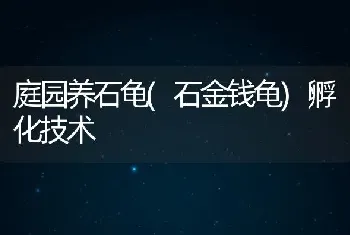 庭园养石龟(石金钱龟)孵化技术