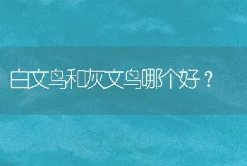 白文鸟和灰文鸟哪个好？