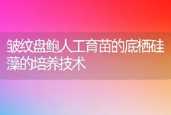 皱纹盘鲍人工育苗的底栖硅藻的培养技术