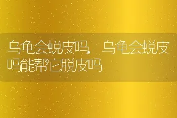 乌龟会蜕皮吗，乌龟会蜕皮吗能帮它脱皮吗