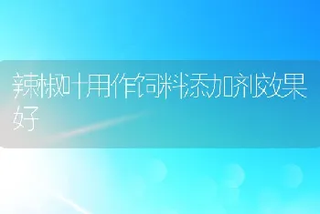 辣椒叶用作饲料添加剂效果好