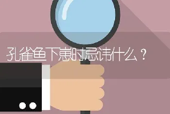 孔雀鱼下崽时忌讳什么？