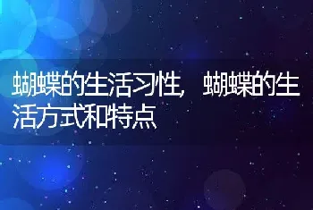 蝴蝶的生活习性，蝴蝶的生活方式和特点