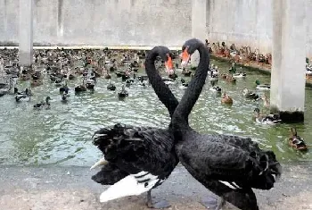 野鸭仿野生饲养技术的加强管理