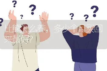 比熊怎么养，多少个月买回来最好？