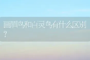 画眉鸟和百灵鸟有什么区别？