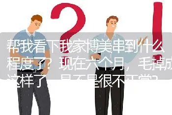 帮我看下我家博美串到什么程度了?现在六个月，毛掉成这样了。是不是很不正常？