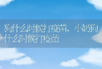 狗什么时候打疫苗，小奶狗什么时候打疫苗