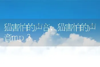 猫害怕的声音，猫害怕的声音mp3