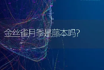 金丝雀月季是藤本吗？