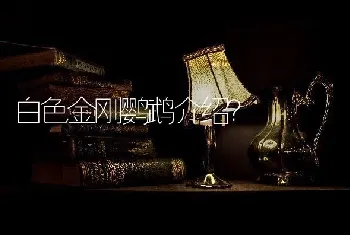 德牧取个什么名字哦？