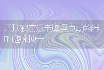 丹顶鹤击退老鹰盘点动物界的趣味搏击