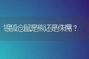 银狐仓鼠是熊还是侏儒？