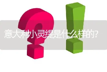 意大利小灵缇是什么样的？