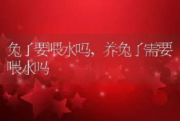 兔子要喂水吗，养兔子需要喂水吗