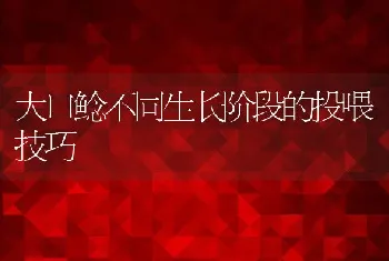 大口鲶不同生长阶段的投喂技巧