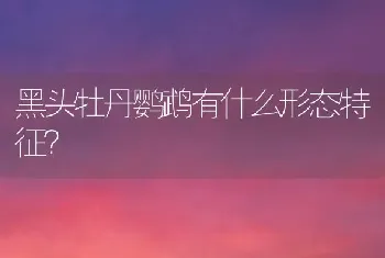 黑头牡丹鹦鹉有什么形态特征？