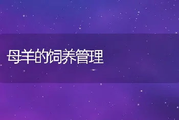 母羊的饲养管理