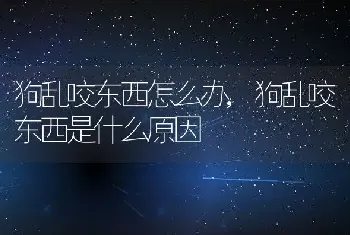 狗乱咬东西怎么办，狗乱咬东西是什么原因