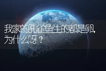 我家的孔雀鱼生的都是卵，为什么呀？