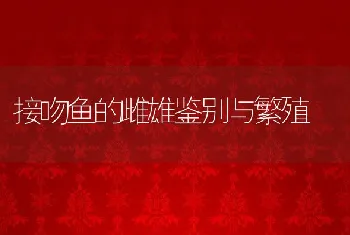 接吻鱼的雌雄鉴别与繁殖