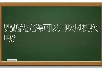 鹦鹉洗完澡可以用吹风机吹吗？