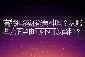 高龄种鸽还能育种吗？从哪些方面判断可不可以育种？