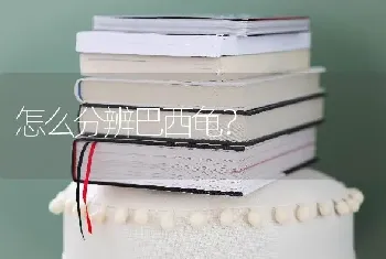 怎么分辨巴西龟？