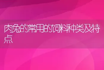 肉兔的常用的饲料种类及特点